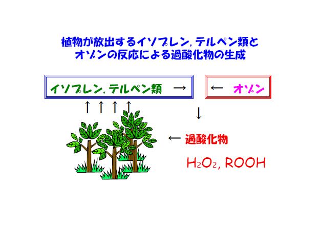 植物が放出するイソプレン、テルペン類と、オゾンの反応による過酸化物の生成